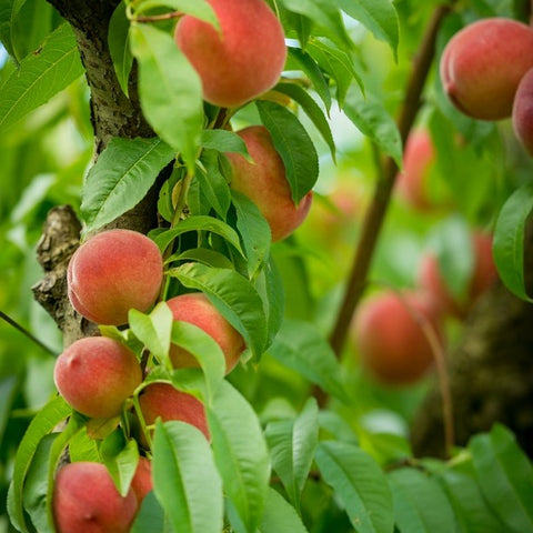 Seasonal Peaches Jackson Orchards - New Zealand Orchard