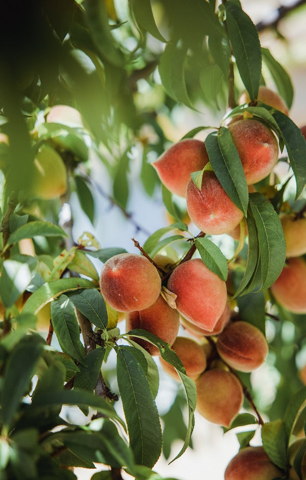 Seasonal Peaches Jackson Orchards - New Zealand Orchard