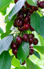 Cherries - Jackson Orchards