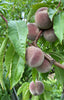Blackboy Peaches - Jackson Orchards