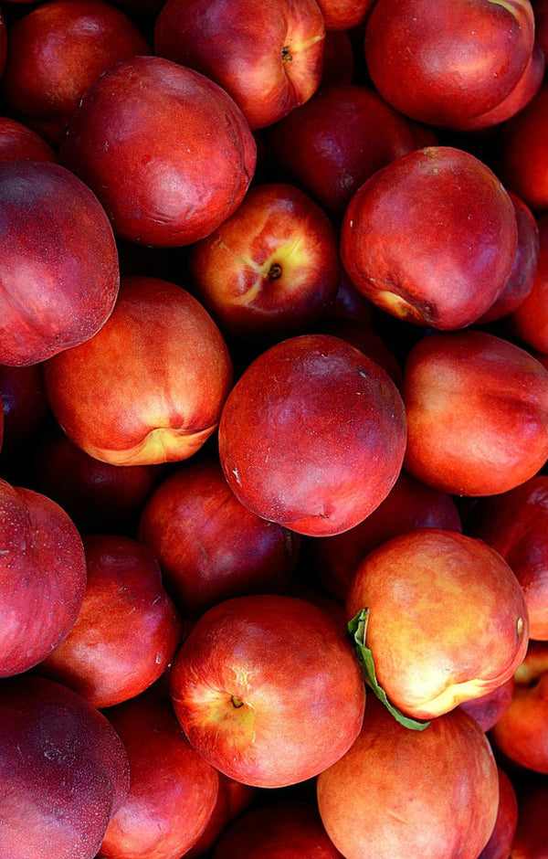 Seasonal Nectarines Jackson Orchards - New Zealand Orchard