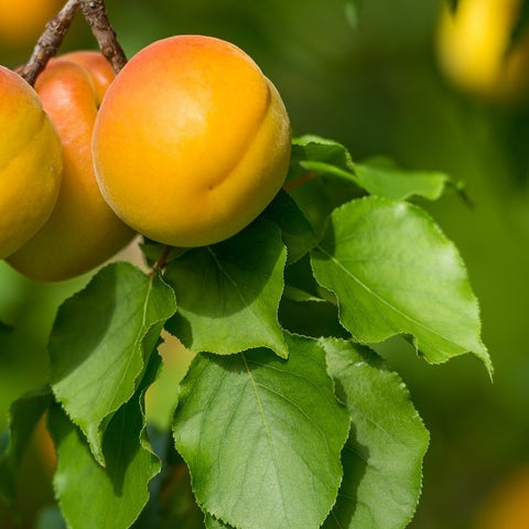 Seasonal Apricots Jackson Orchards - New Zealand Orchard