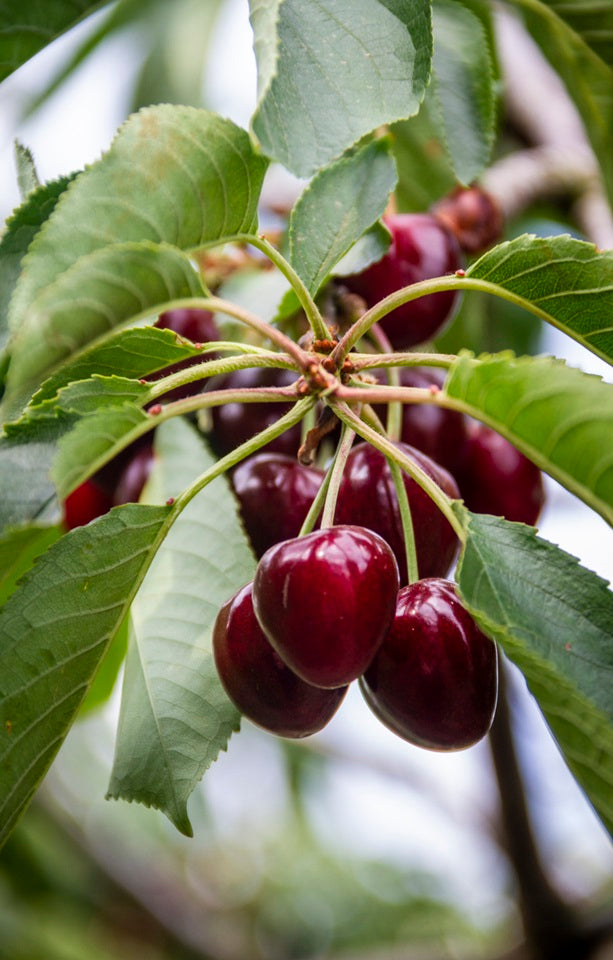 Cherries - Jackson Orchards