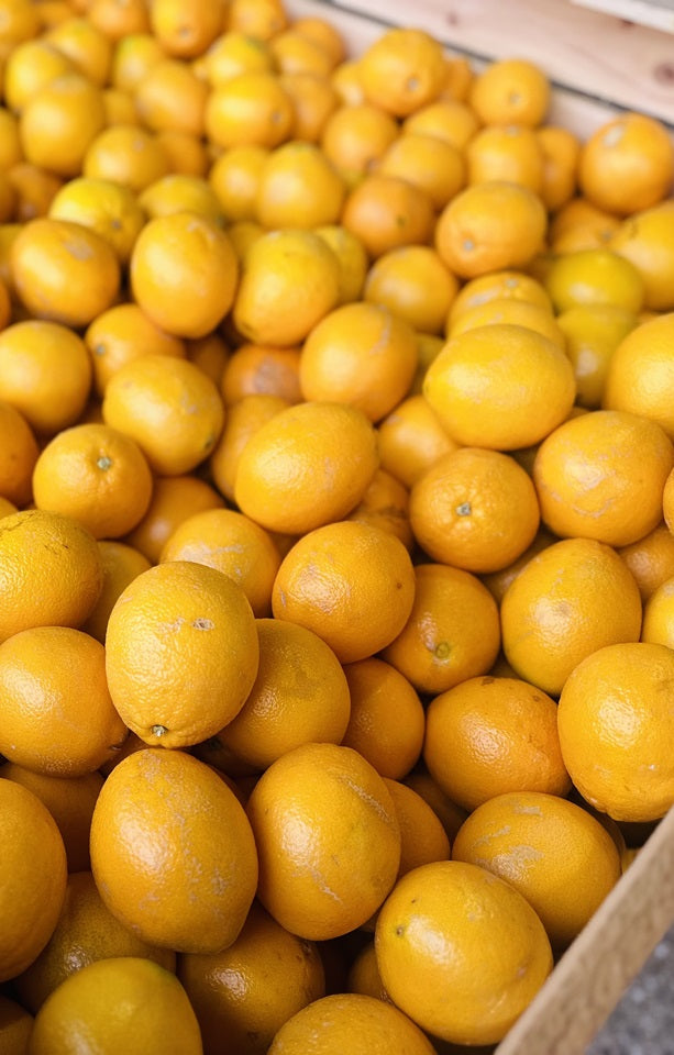 Seasonal Oranges - Jackson Orchards