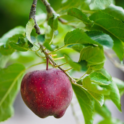 Seasonal Apples - Jackson Orchards
