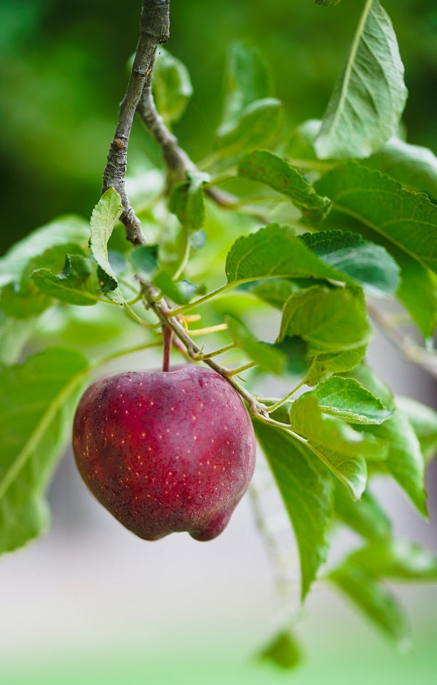 Seasonal Apples - Jackson Orchards