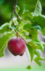 Seasonal Apples - Jackson Orchards