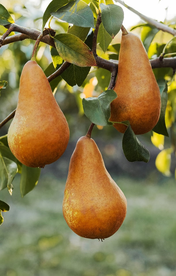 Buy Fresh Pears Online Jackson Orchards Delivered NZ Wide!