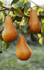 Beurre Bosc Pears - Jackson Orchards