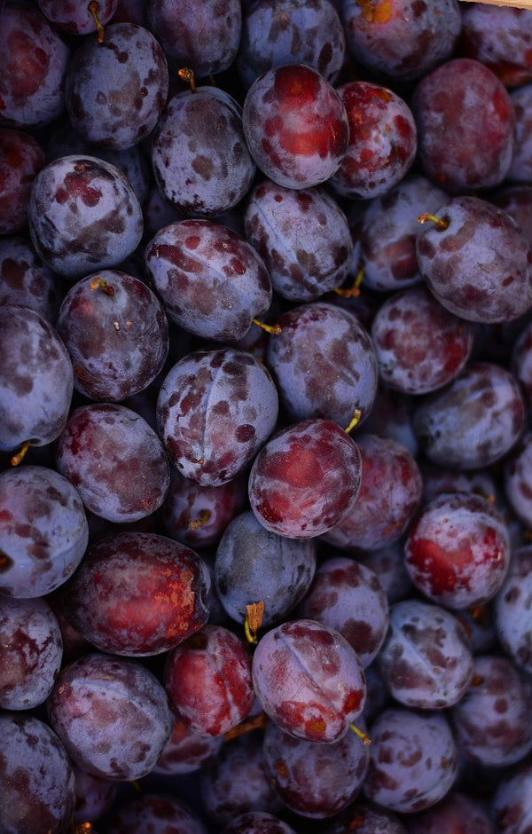 Black Doris Plums - Jackson Orchards