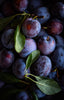 Black Doris Plums Jackson Orchards - New Zealand Orchard