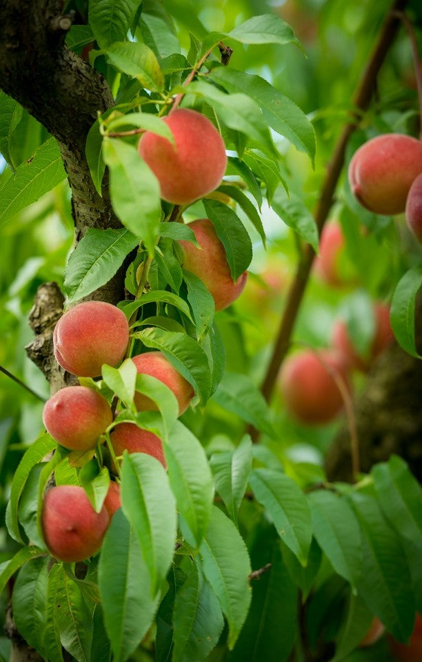 Seasonal Peaches Jackson Orchards - New Zealand Orchard