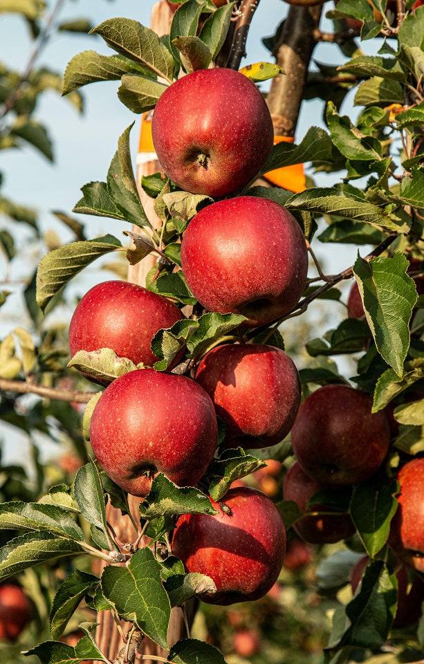 Buy Braeburn Apples Online Jackson Orchards