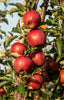 Braeburn Apples - Jackson Orchards