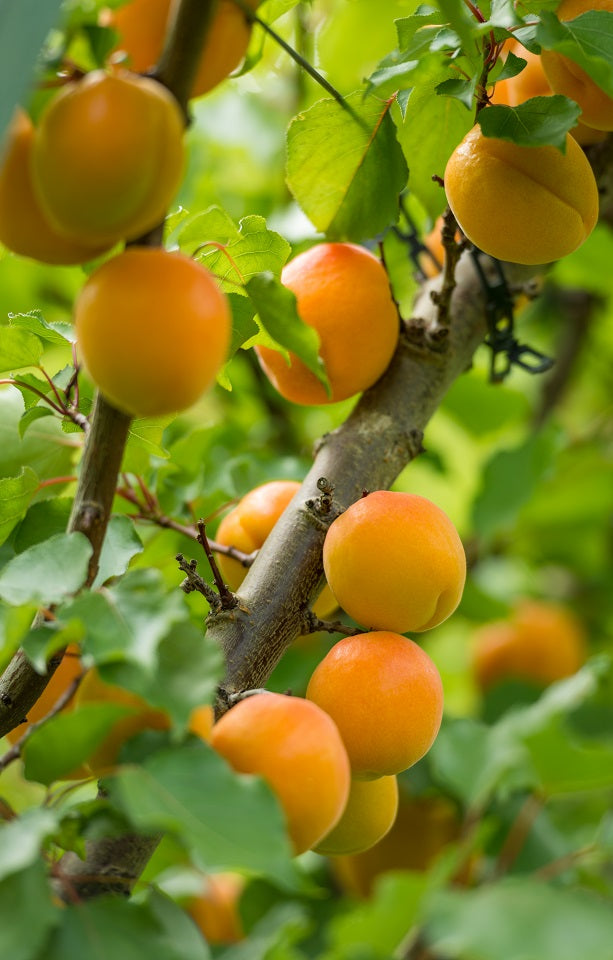 Seasonal Apricots Jackson Orchards - New Zealand Orchard