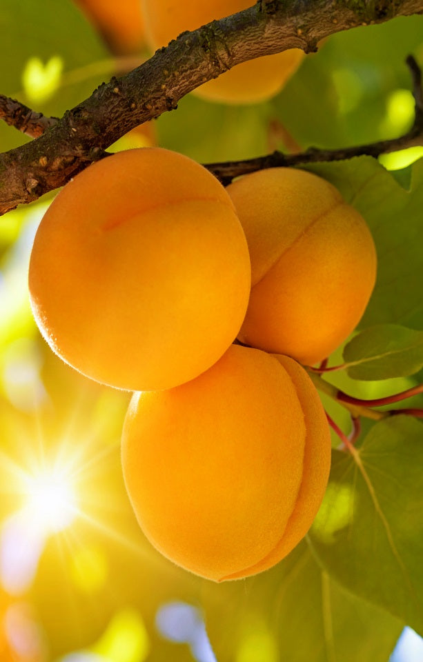 Clutha Gold Apricots Jackson Orchards - New Zealand Orchard