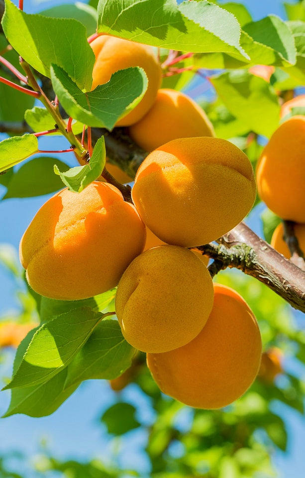 Seasonal Apricots Jackson Orchards - New Zealand Orchard