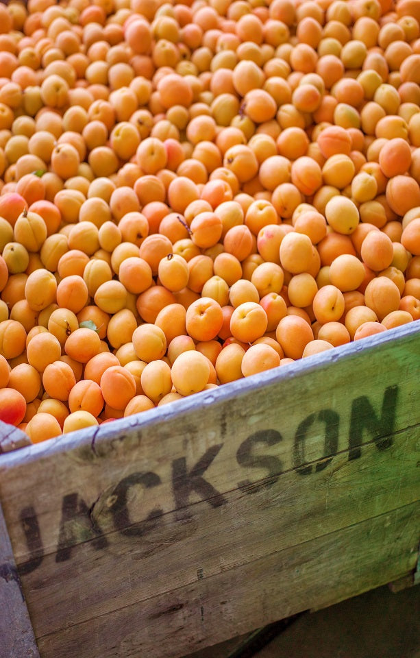 Clutha Sun Apricots Jackson Orchards - New Zealand Orchard