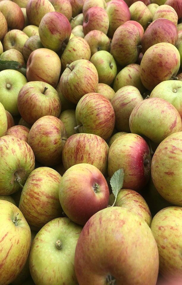 Seasonal Apples Jackson Orchards - New Zealand Orchard