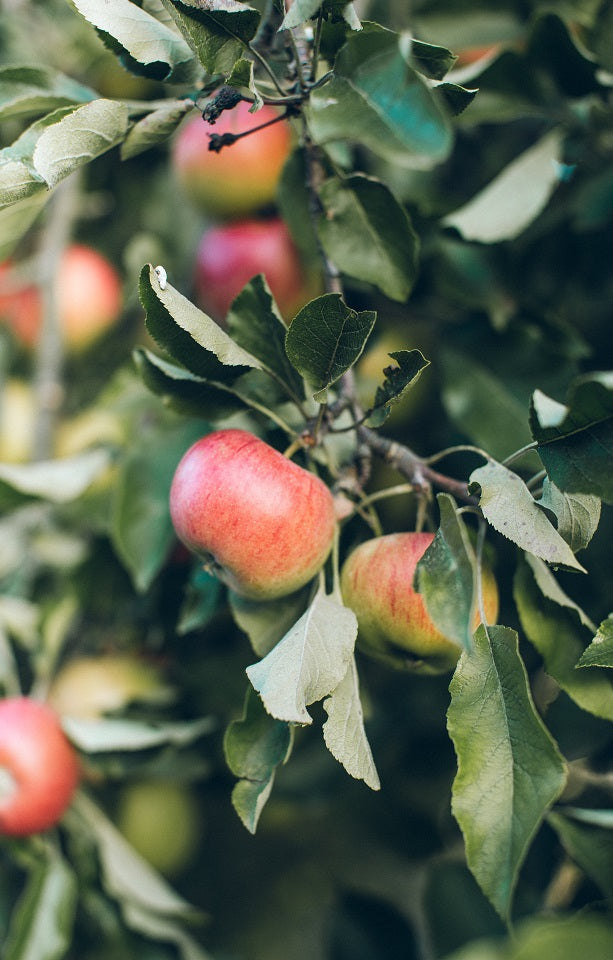 Cox Orange Apples Jackson Orchards - New Zealand Orchard