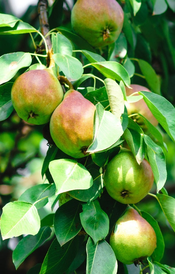 Doyenne du Comice Pears - Jackson Orchards