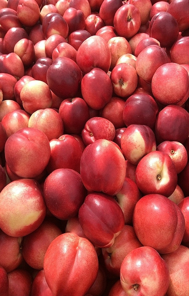 Fire Pearl Nectarines Jackson Orchards - New Zealand Orchard