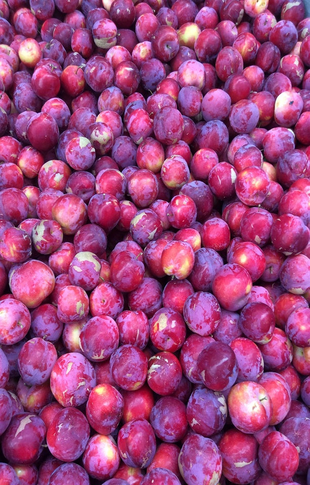 Seasonal Plums Jackson Orchards - New Zealand Orchard