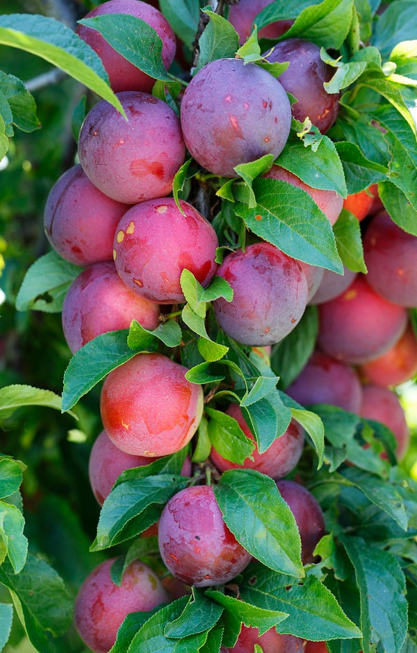 Fortune Plums - Jackson Orchards
