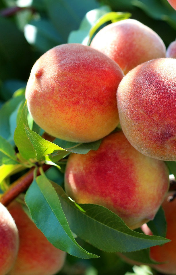 Glowing Star Peaches Jackson Orchards - New Zealand Orchard