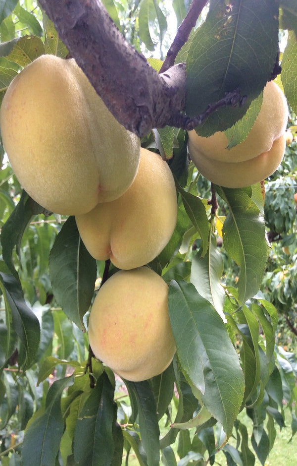 Golden Queen Peaches Jackson Orchards - New Zealand Orchard