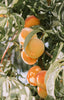 Golden Queen Peaches Jackson Orchards - New Zealand Orchard