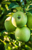 Granny Smith Apples Jackson Orchards - New Zealand Orchard