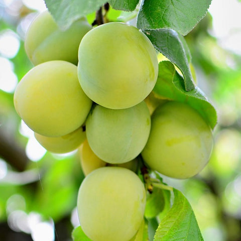 Greengages - Jackson Orchards