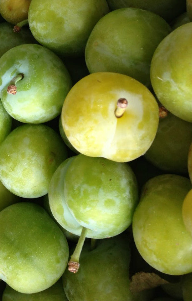 Greengages Jackson Orchards - New Zealand Orchard