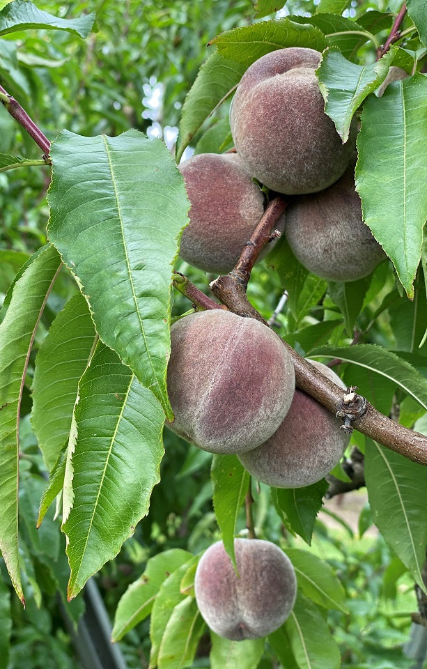 Blackboy Peaches - Jackson Orchards