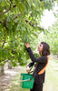 Guided Orchard Tours - Jackson Orchards