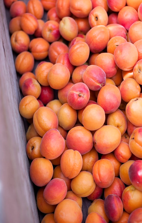 Nevis Apricots Jackson Orchards - New Zealand Orchard