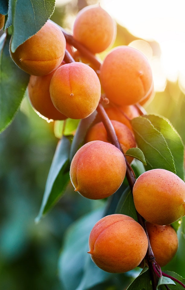 Seasonal Apricots Jackson Orchards - New Zealand Orchard