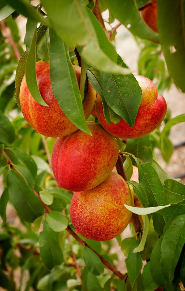 Orion Nectarines Jackson Orchards - New Zealand Orchard