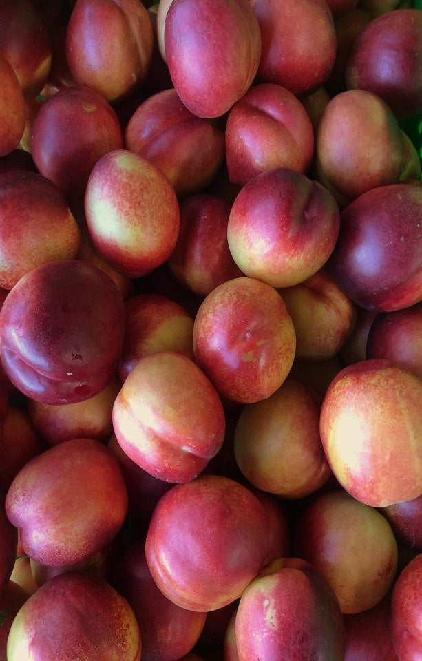 Orion Nectarines Jackson Orchards - New Zealand Orchard