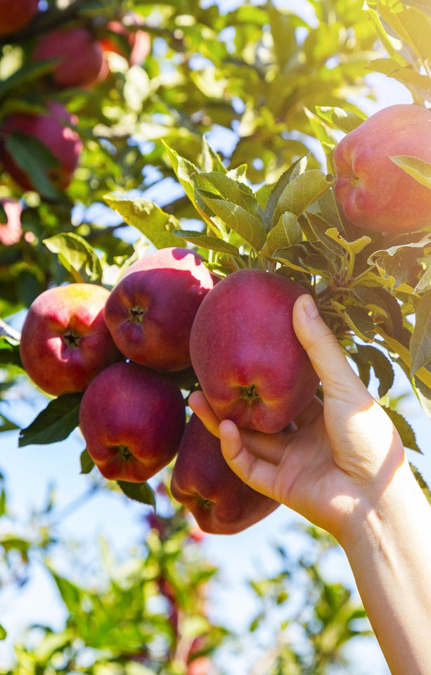 Pacific Rose Apples Jackson Orchards - New Zealand Orchard