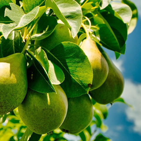 Seasonal Pears - Jackson Orchards
