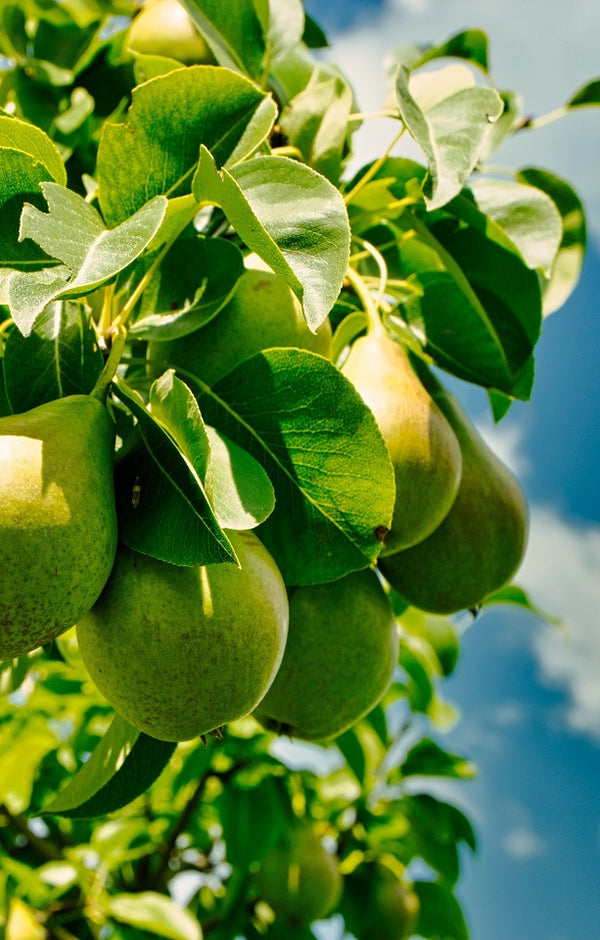 Seasonal Pears - Jackson Orchards