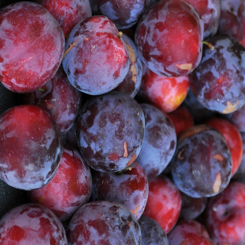 Seasonal Plums Jackson Orchards - New Zealand Orchard