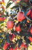 Royal Gala Apples Jackson Orchards - New Zealand Orchard