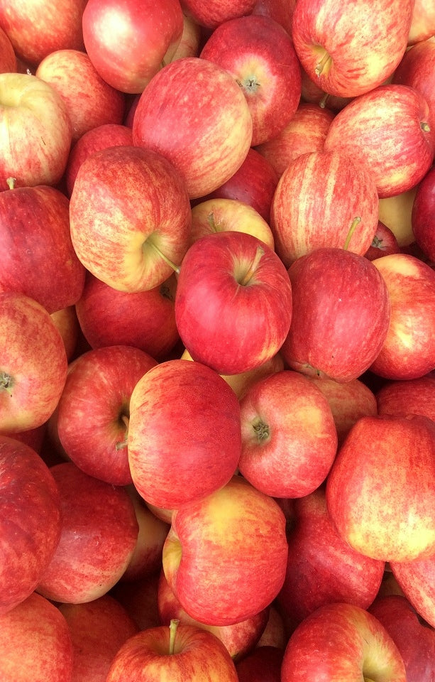 Royal Gala Apples Jackson Orchards - New Zealand Orchard