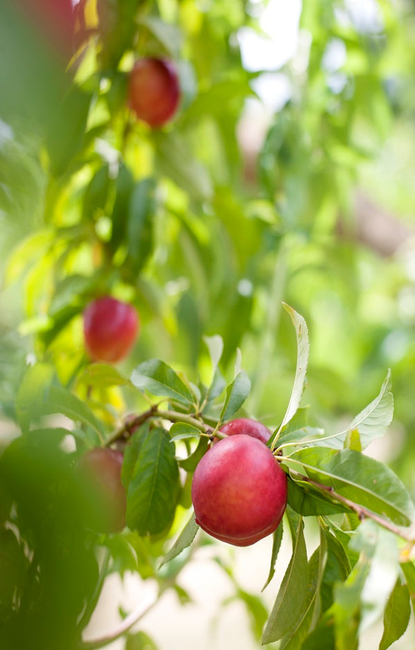 Ruby Diamond Nectarines Jackson Orchards - New Zealand Orchard
