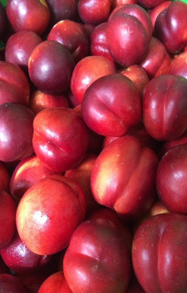 Ruby Diamond Nectarines Jackson Orchards - New Zealand Orchard