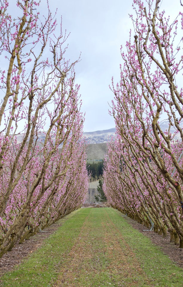 Orchard Tours Jackson Orchards - New Zealand Orchard