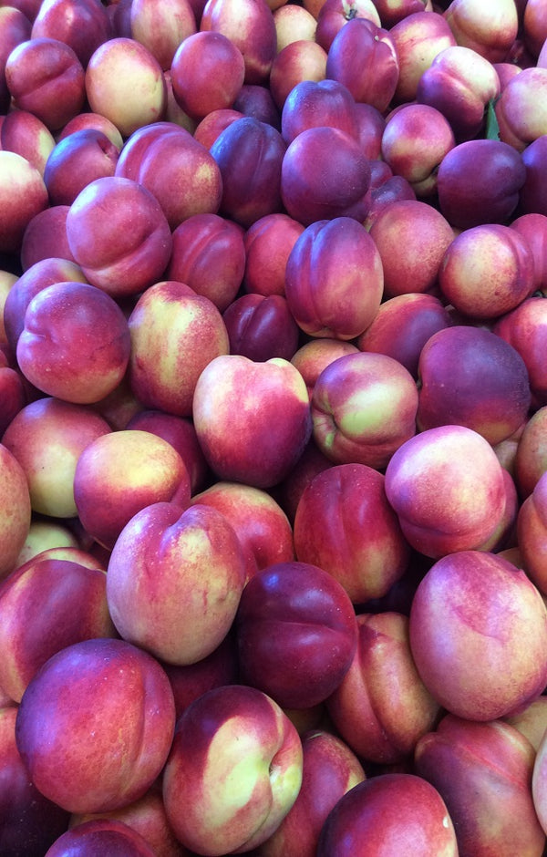 Venus Nectarines Jackson Orchards - New Zealand Orchard